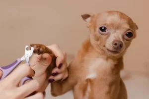 Safe Nail Filing Tips for Dogs During Outdoor Adventures