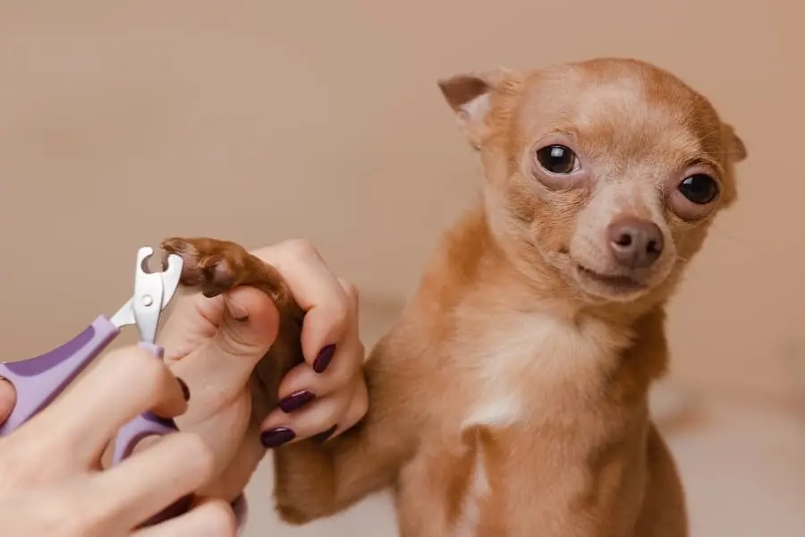 Safe Nail Filing Tips for Dogs During Outdoor Adventures