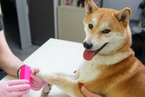 how to file dog nails safely