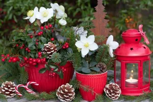 Stunning Christmas Flowering Plants